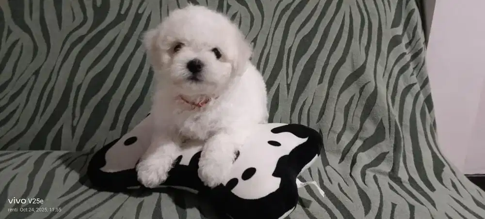 Bichon Frise, anakan Korea Betina.