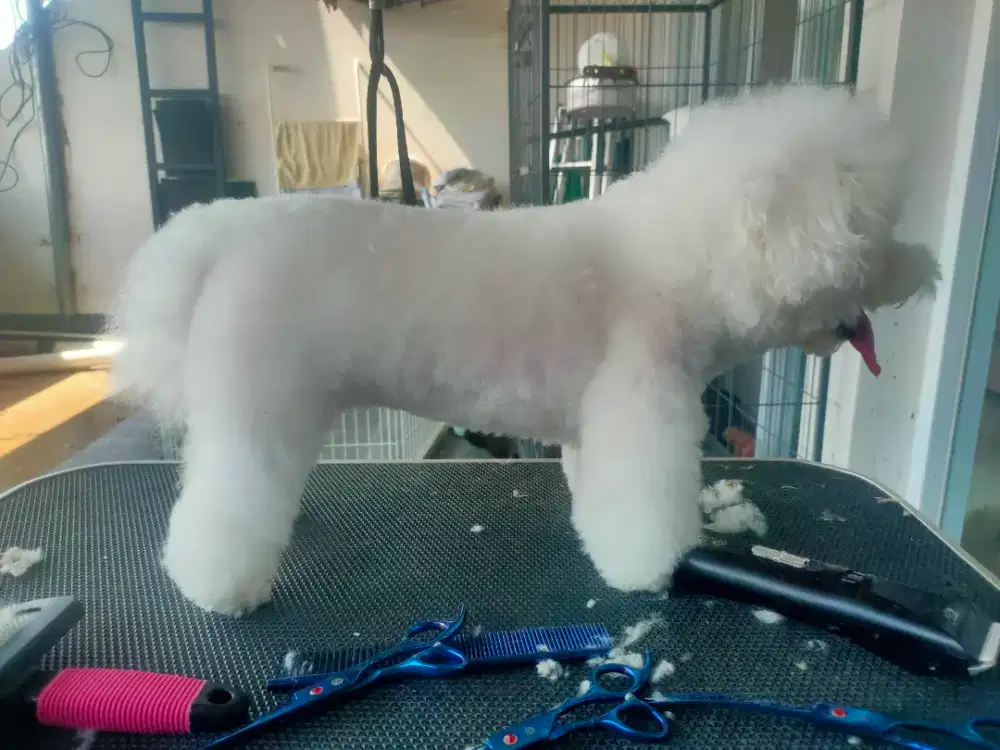 Grooming panggilan