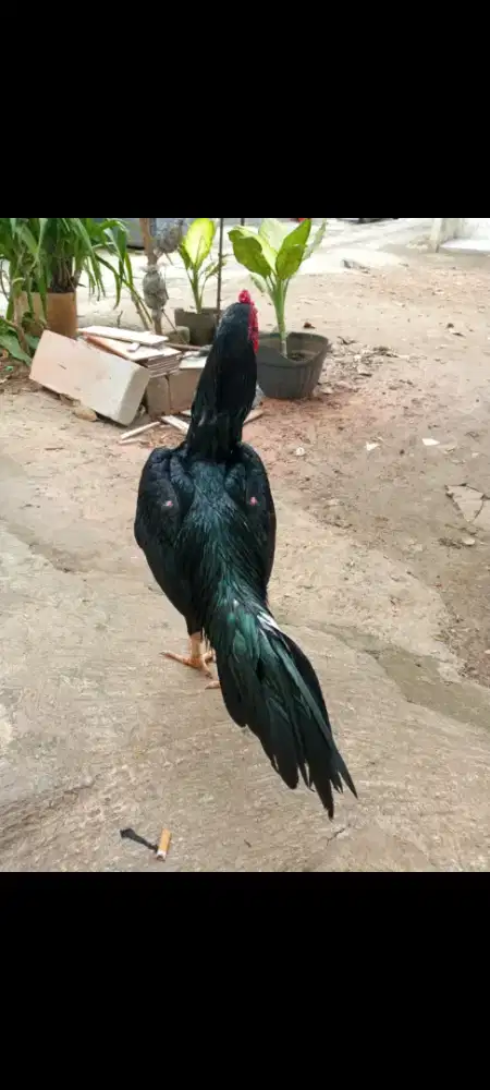 ayam bangkok speed