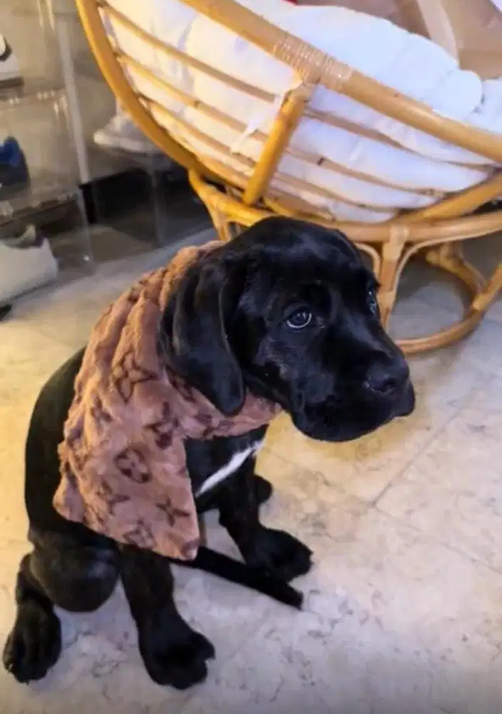 jual anjing cane corso betina