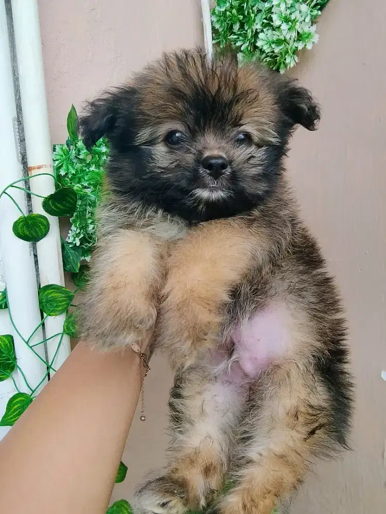 Minipom jantan usia 2 bulan