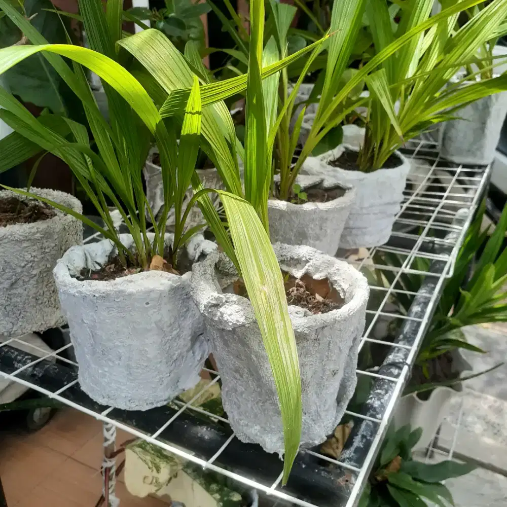 Anggrek dan bonsai