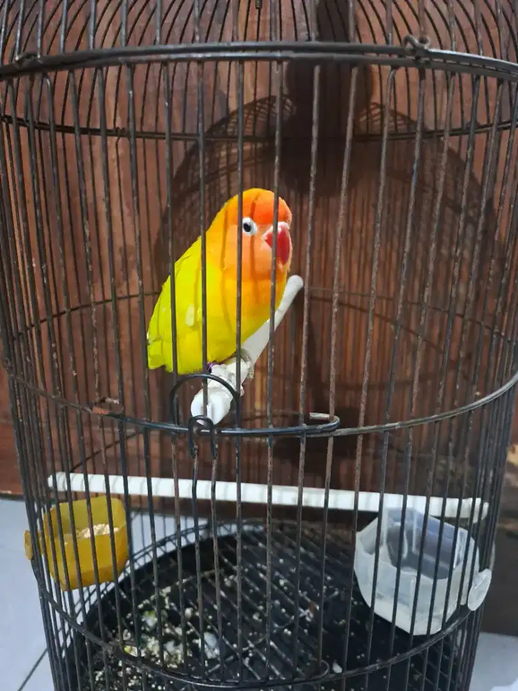 Love bird jantan lutino rm