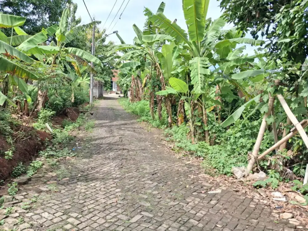 TANAH SIAP BANGUN MULAWARMAN SELATAN UNDIP TEMBALANG