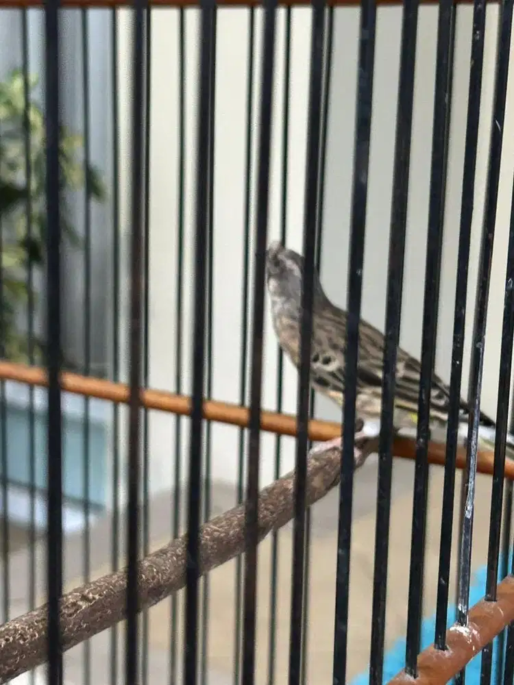 Burung black trouth