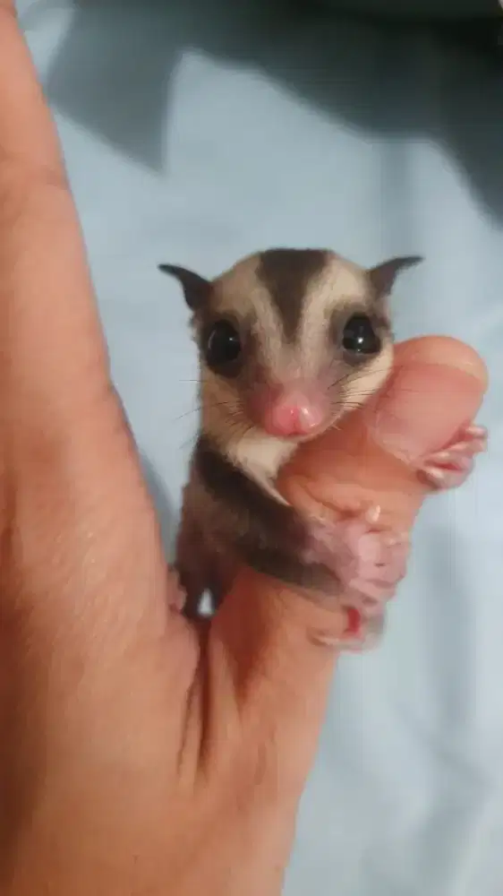 Dijual Anak Sugar Glider