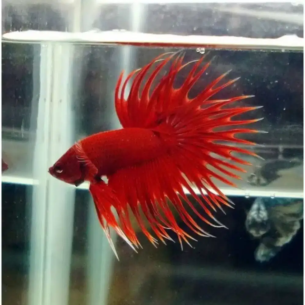 Cupang Serit Ct Crowntail
