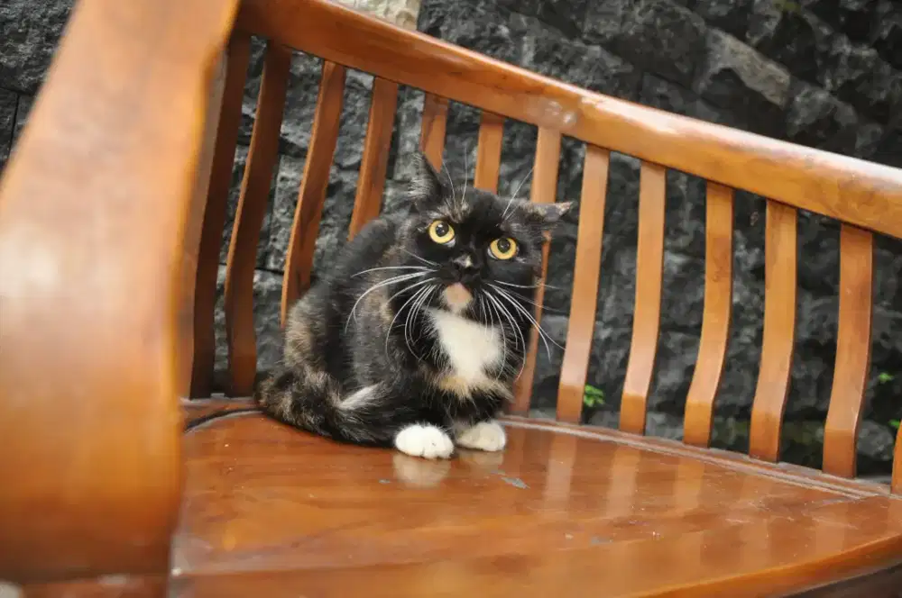 Bsh Munchkin prov kawin dg bsh lilac