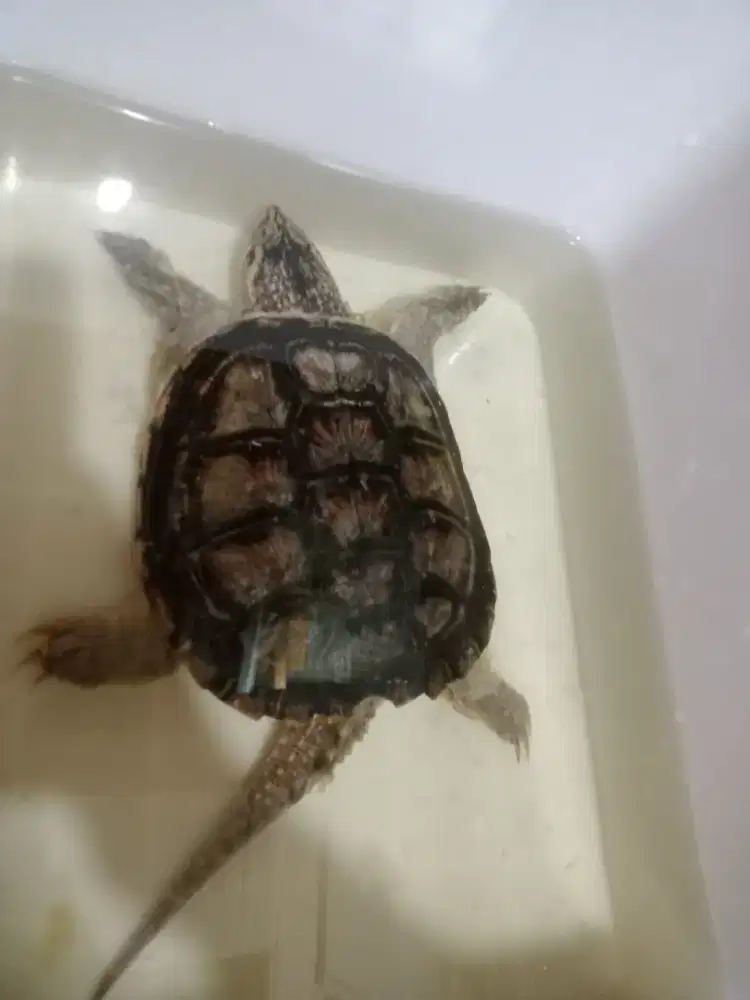 Kura kura cst(common snaping turtle) sz 18-19cm