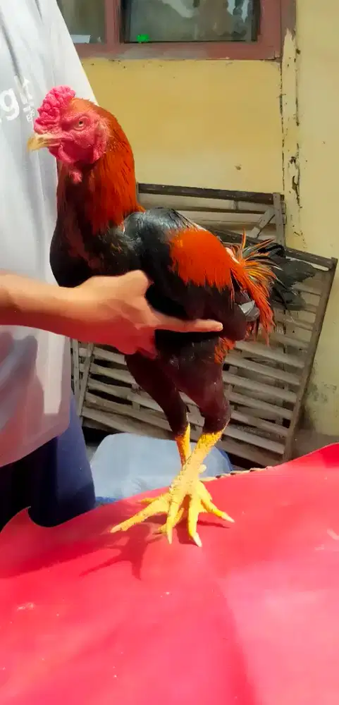 Ayam bk selatan habis mabung