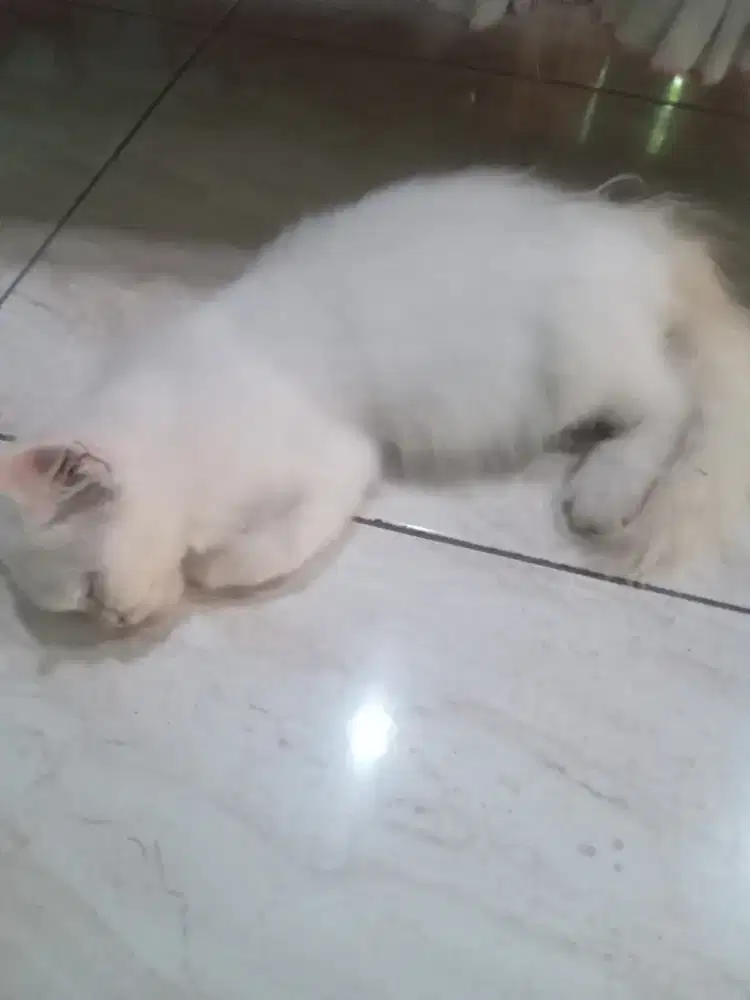 Kucing persia putih
