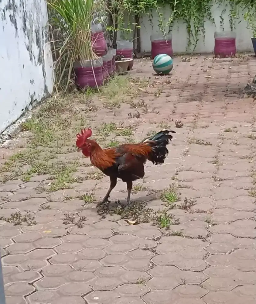 Ayam ketawa dangdut