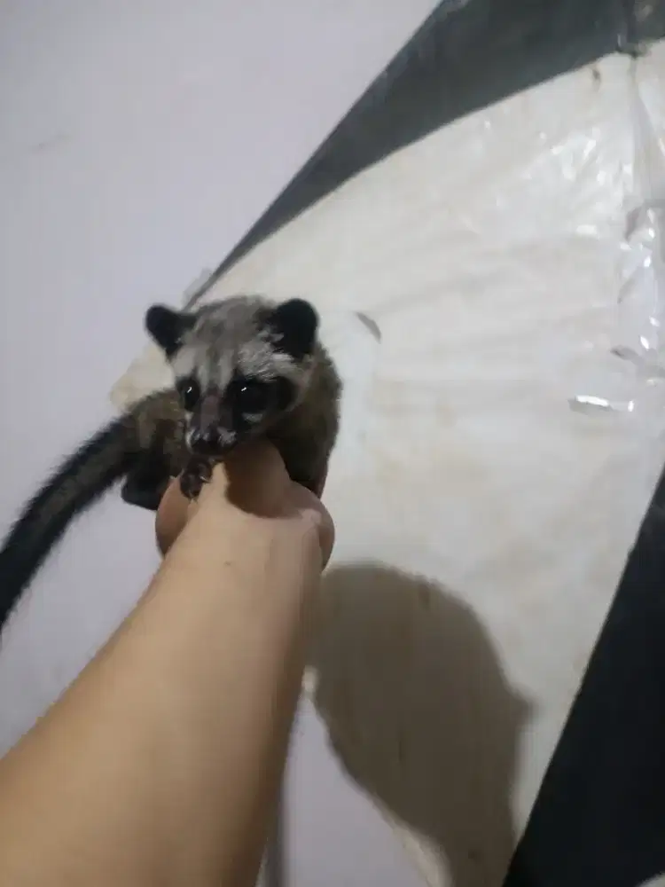 musang pandan jantan
