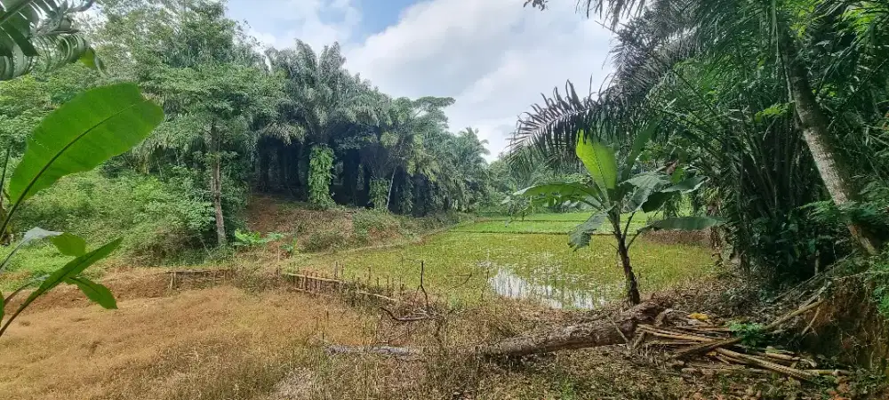 Kebun Sawit 1.5Ha Lebak Banten