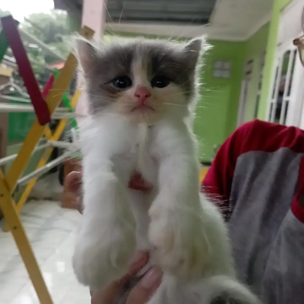 Kucing Persia  mata putih
