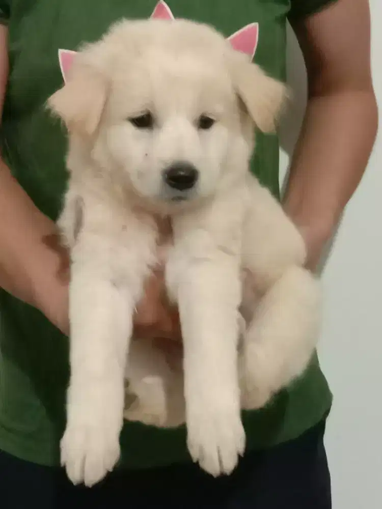 Mix golden umur 2 bln