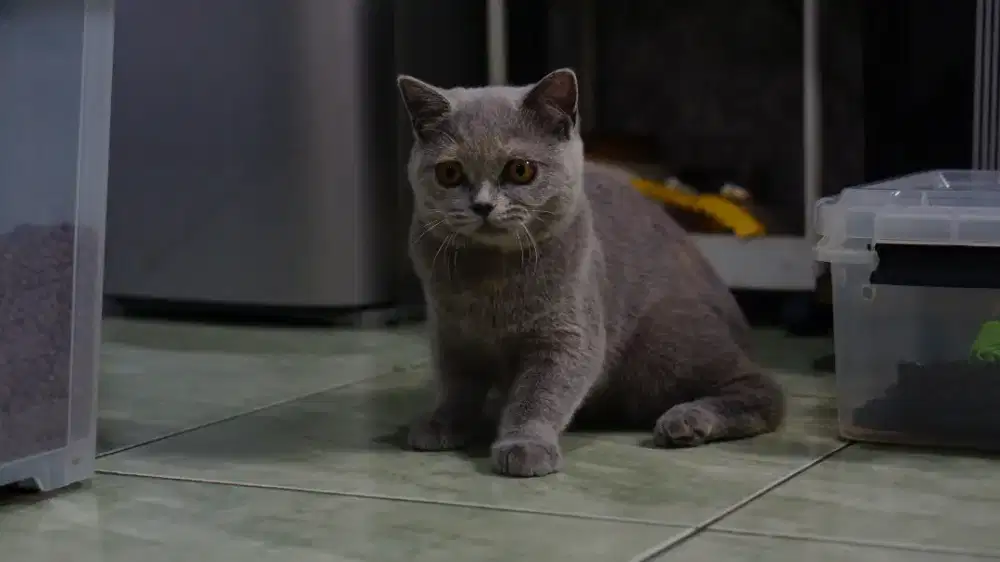 BSH/BRITISH SHORTHAIR BLUE TORTIE BETINA 3BULAN