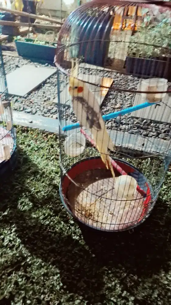Art serabutan yang bisa urus hewan