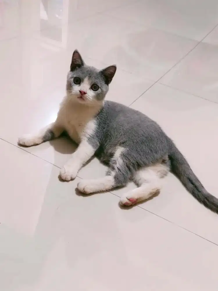 Kucing Britih Short Hair (BSH) Bicolor Blue Kitten