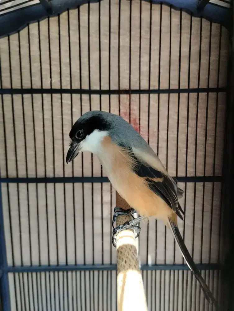 Pastol cendet jatim, usia 4 bulan sudah mecah suara