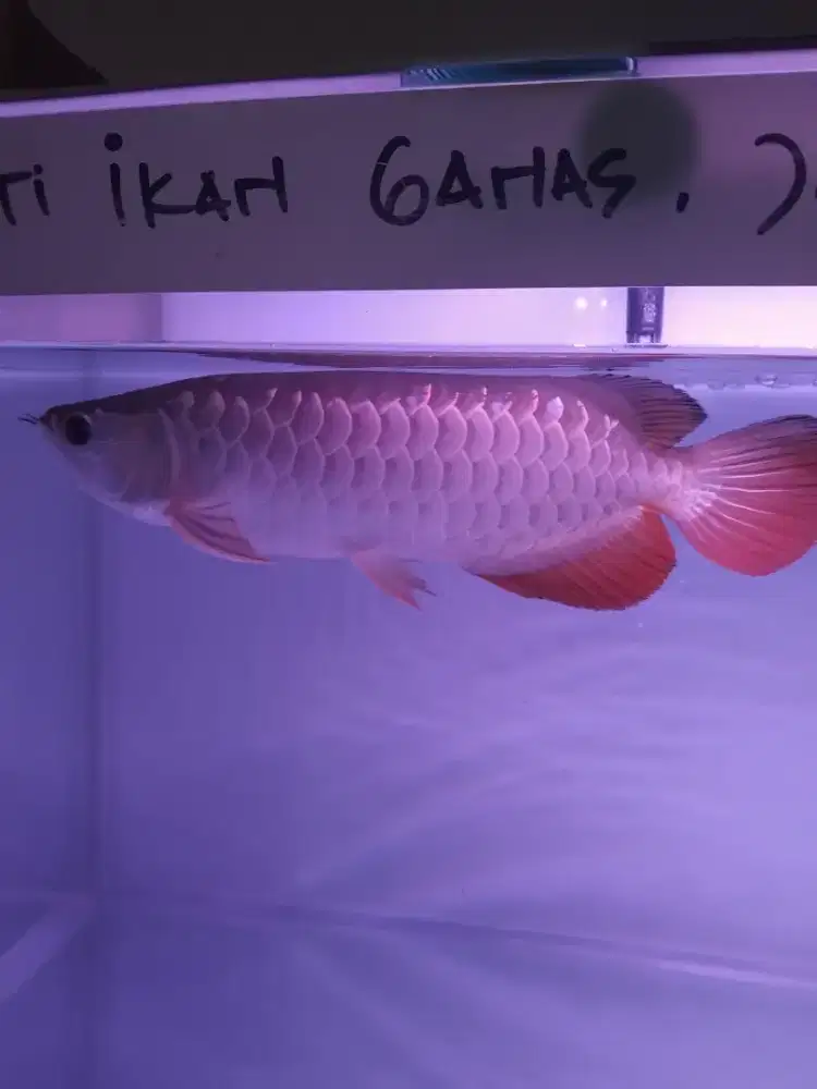 Ikan arwana golden red (istimewa)