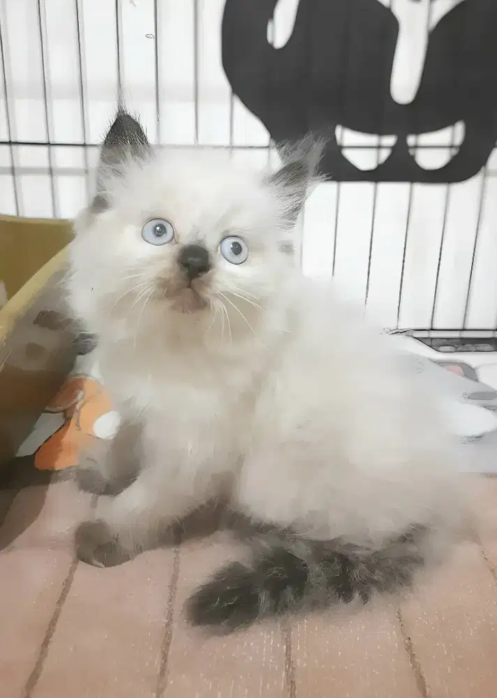 Kucing himalaya jantan