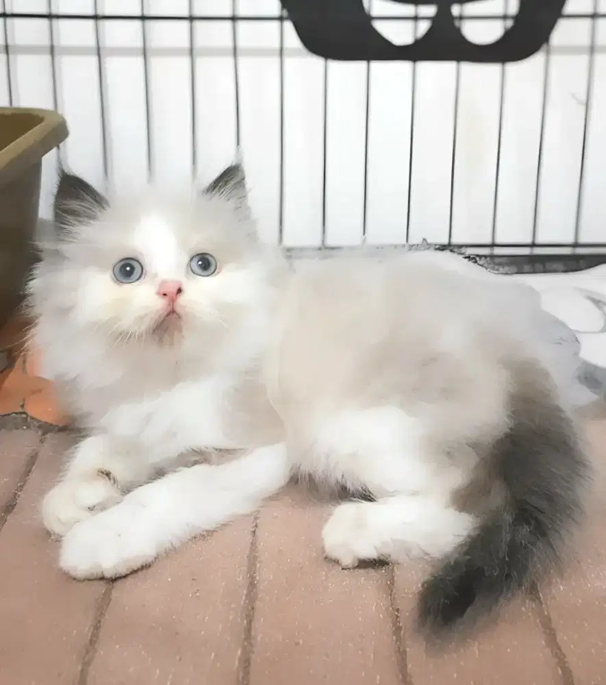 Kucing himalaya betina