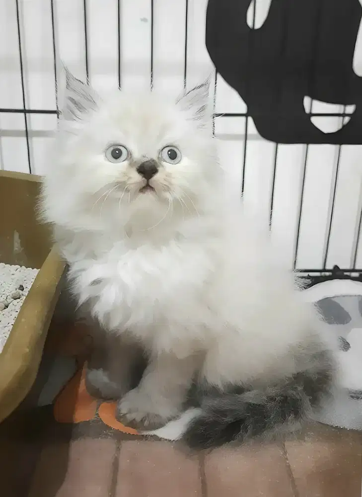 Kucing himalaya betina