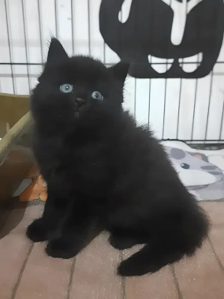 Kucing persia jantan