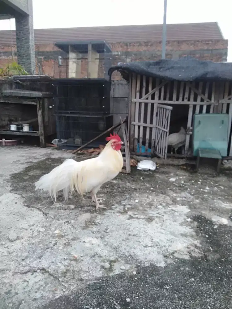 Ayam hias ekor panjang