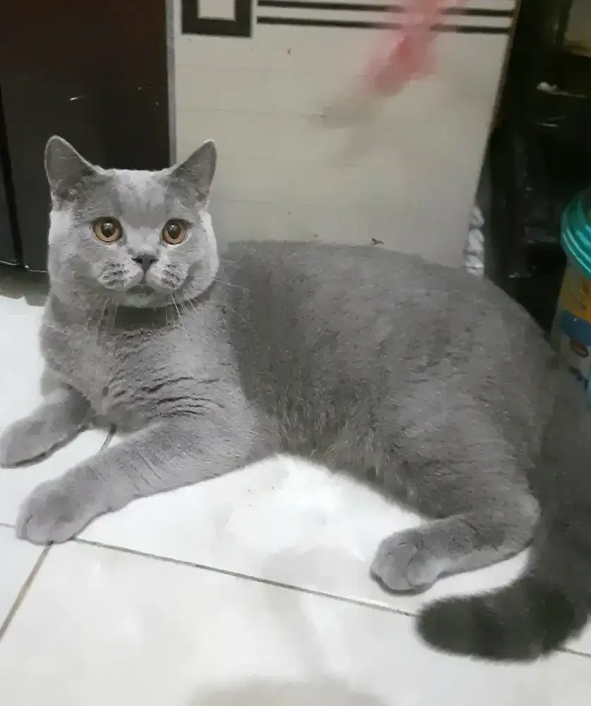 Kucing bsh jantan 11 bln
