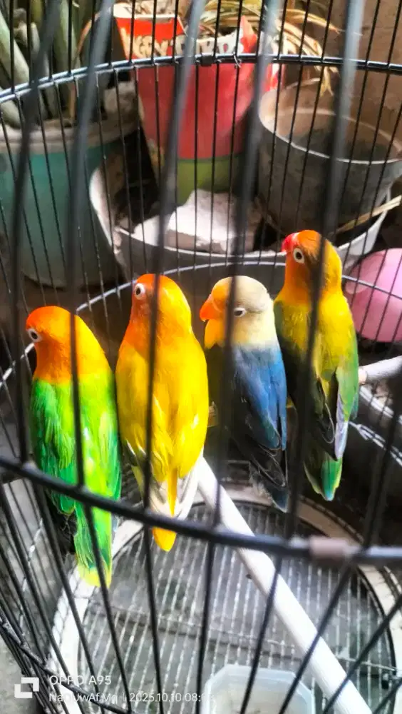 Lovebird pasangan dewasa warna warni