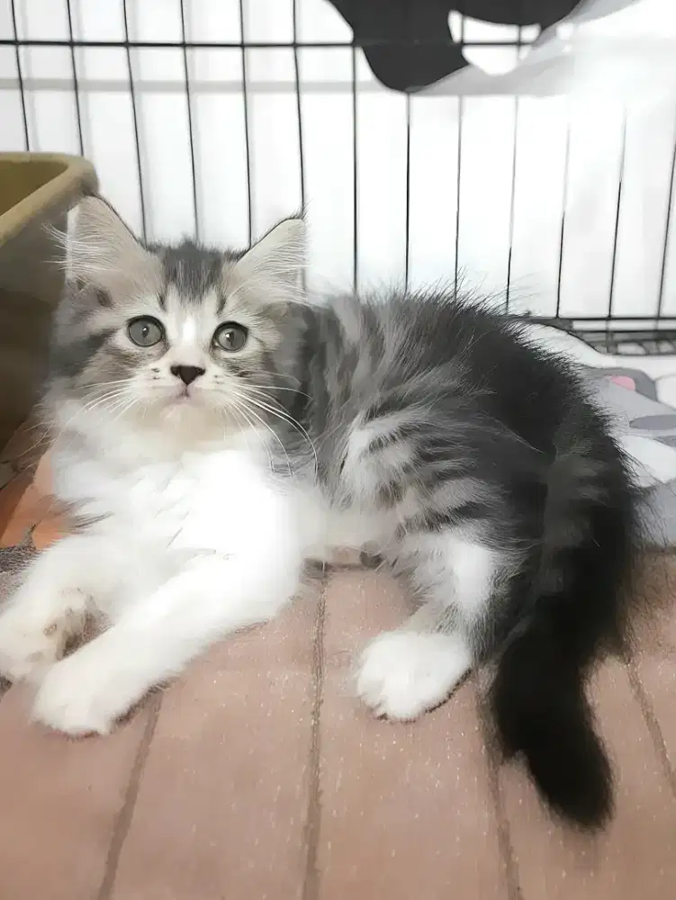 Munchkin NS Betina