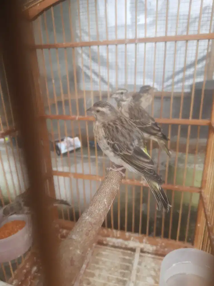 Blackthroat anak jantan