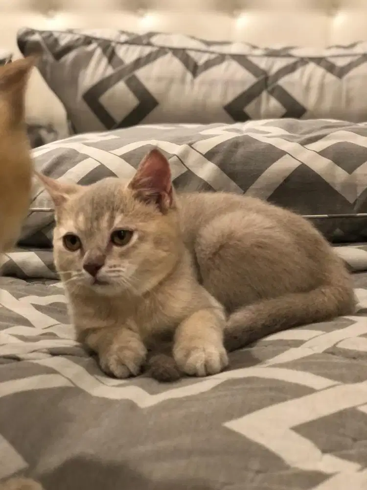 BSH Lilac jantan