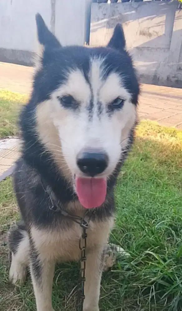 Husky Betyna  1,5 thn
