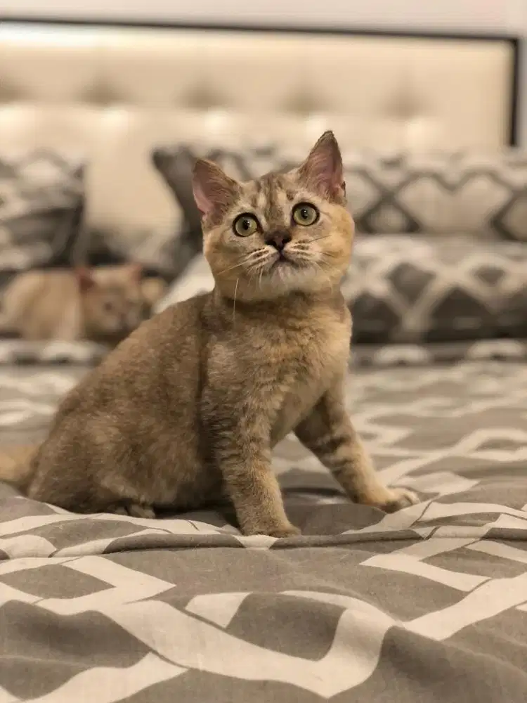 BSH Golden Jantan