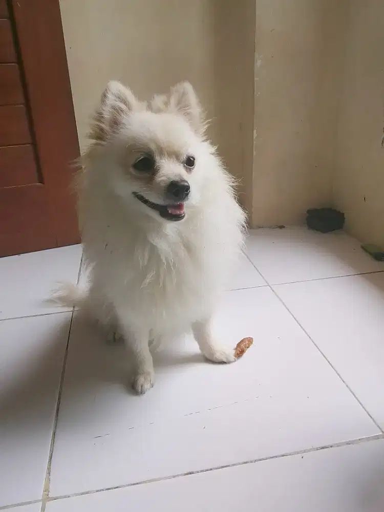 Minipom. Jantan
