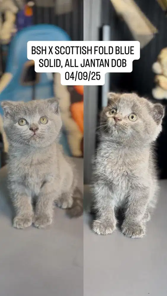 BSH BRITISH SHORT HAIR X SCOTTISH FOLD