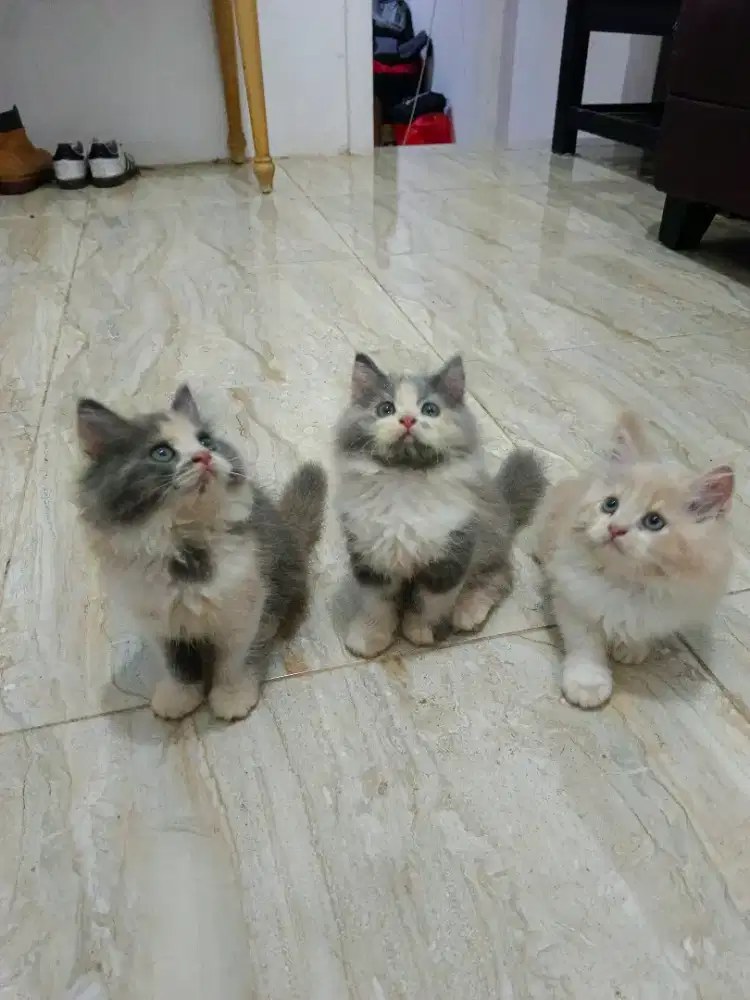 KITTEN PERSIA SUPER LONGHAIR