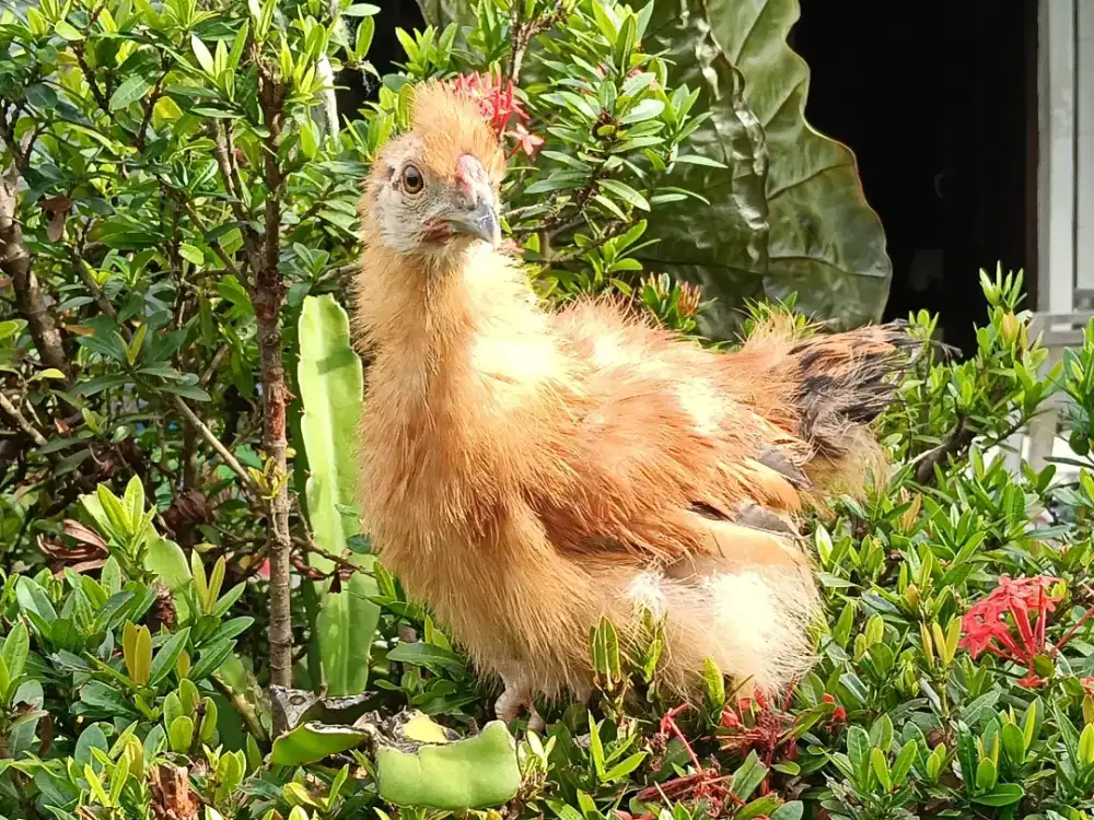 Anakan Ayam Silkie/Kapas
