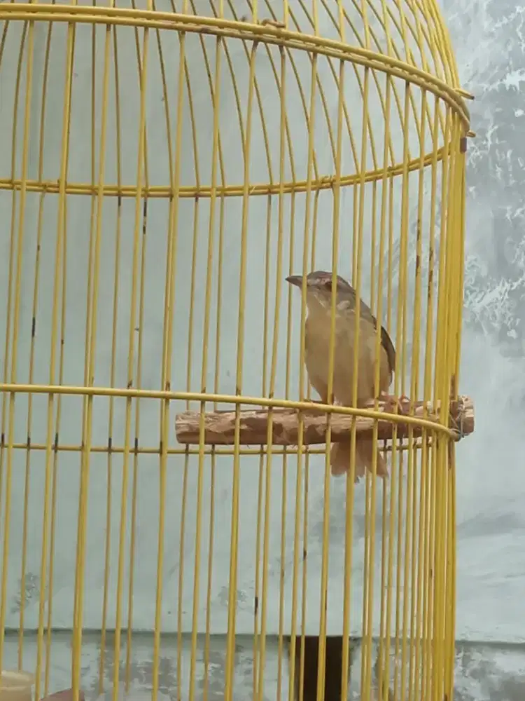 Burung Ciblek Plus Kandang