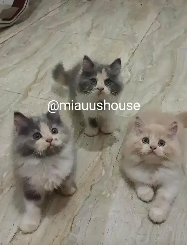 KITTEN PERSIA SUPER LONGHAIR