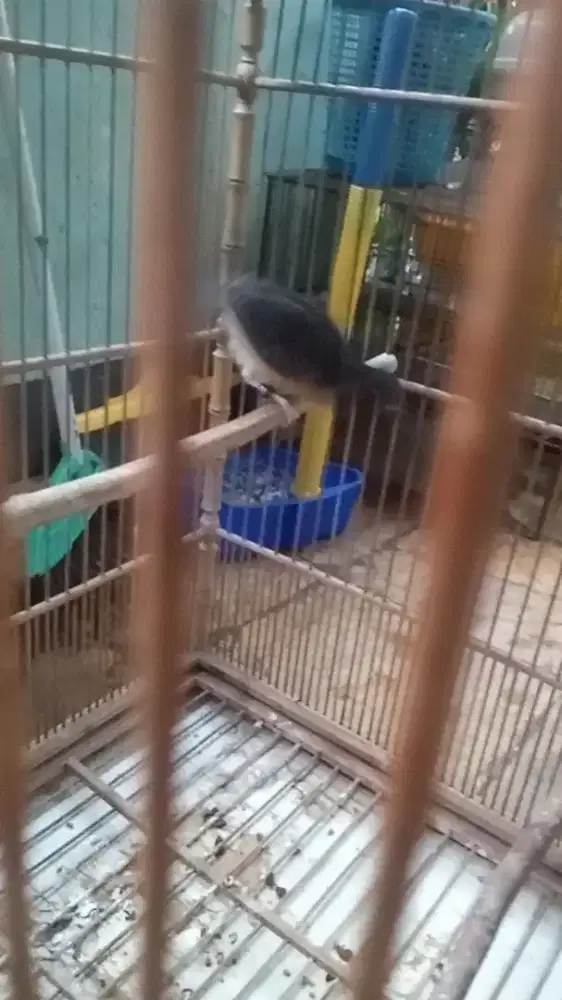 Mangga jantan garasi trah Bahorok