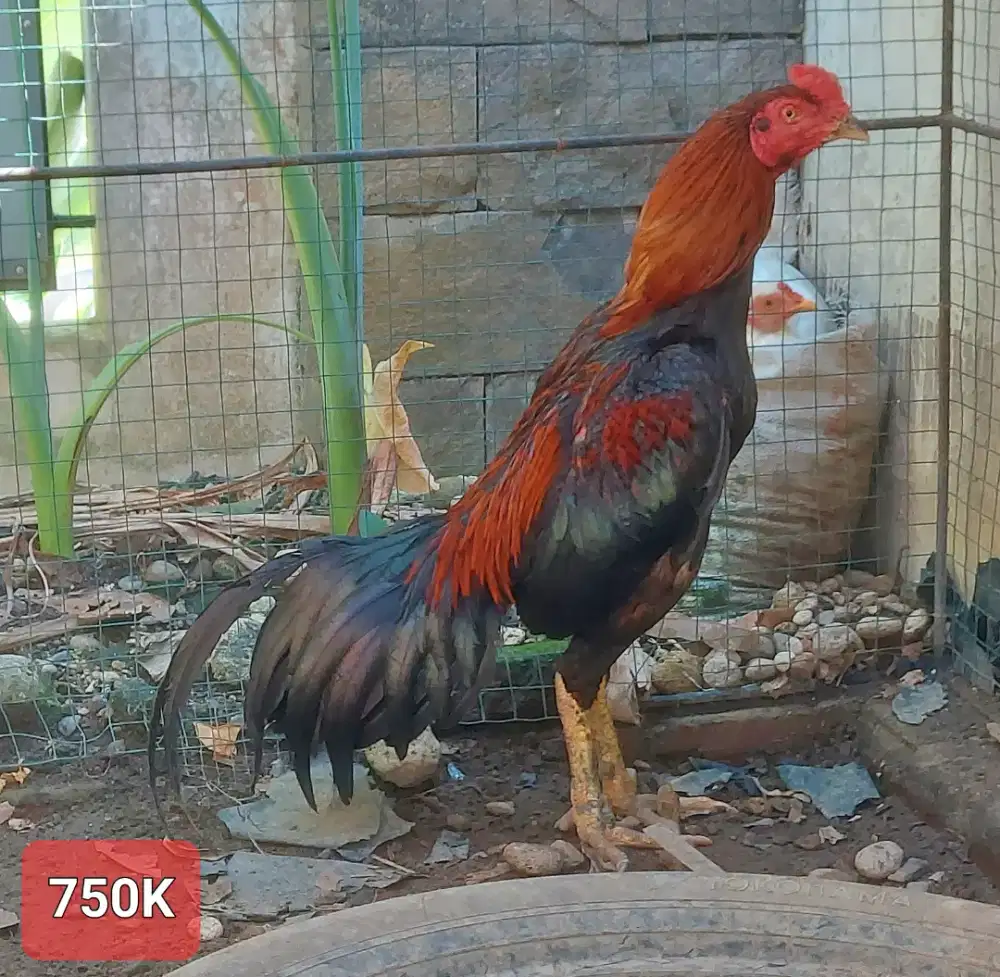 Ayam silang Bangkok