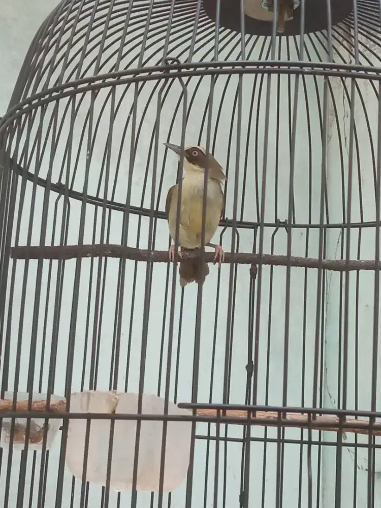 Burung Opior Paruh Tebal