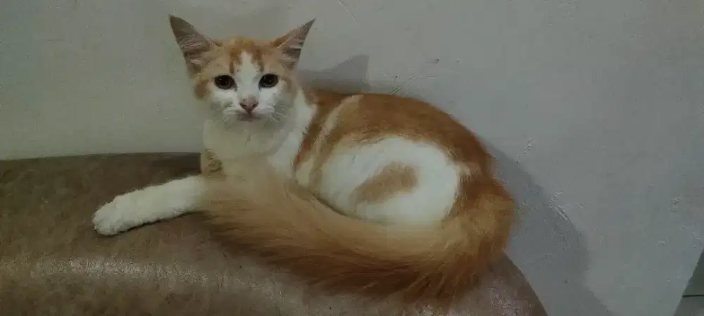 Anak Kucing Persia Satu Tahun