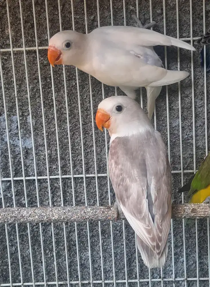 Lovebird borongan warna bagus 3 ekor buruan