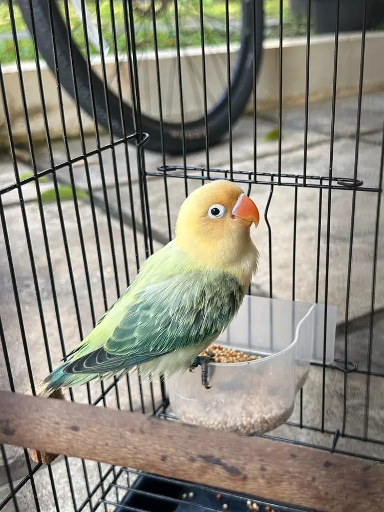 Lovebird bio pb euwing