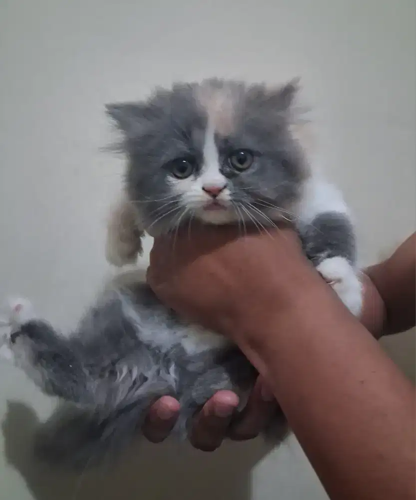 Anakan kucing persia
